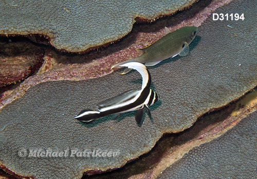 Spotted Drum (Equetus punctatus)